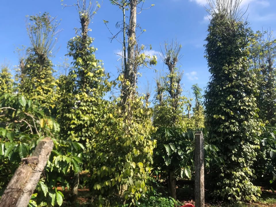 Farm tại Phường Bình Tân, Thị Xã Buôn Hồ 30,000m² giá 1.25 tỷ - Cơ hội đầu tư hấp dẫn!