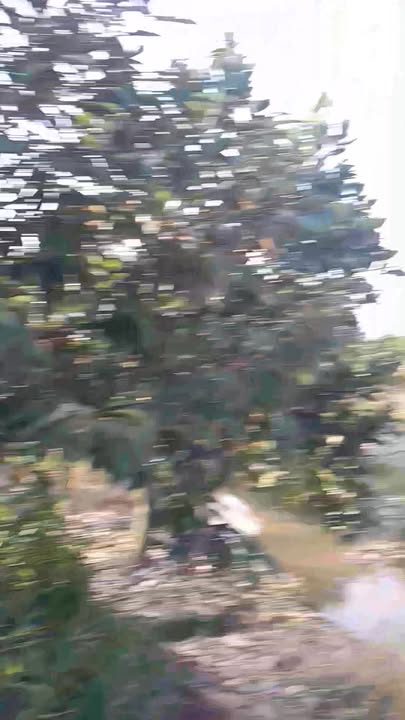 Đất vườn 10 công sầu riêng Tân Nhuận Đông 1.8 tỷ - Đầu tư sinh lời ngay!