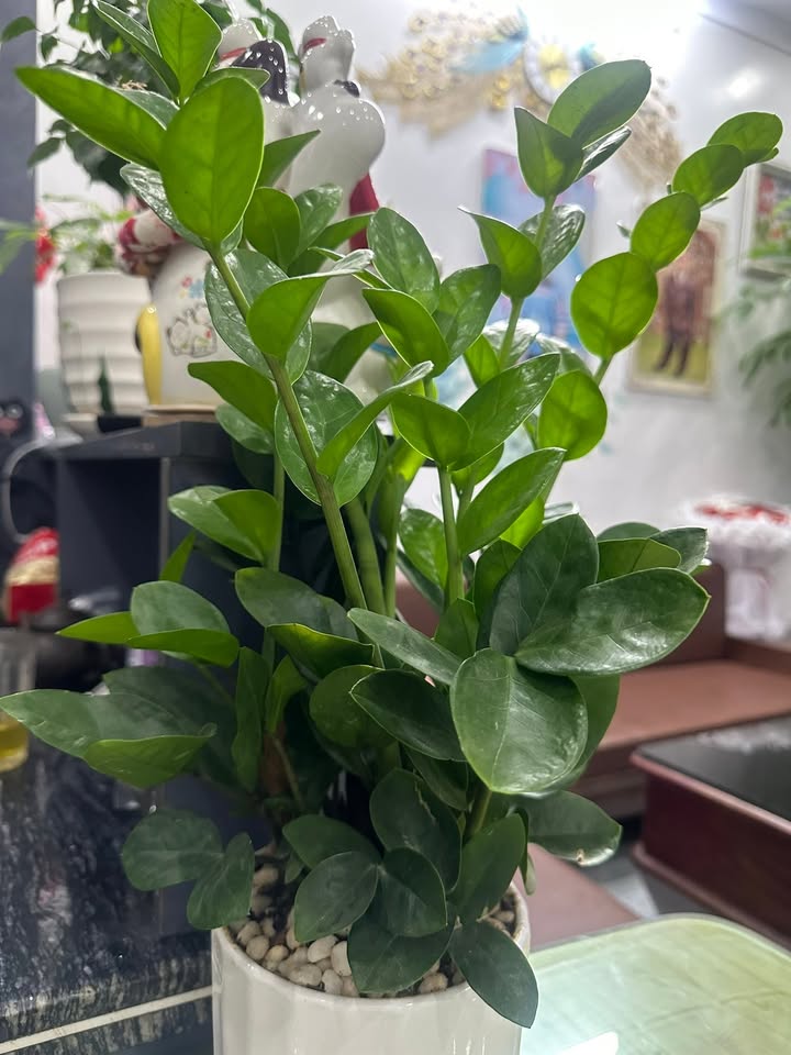 Đất nền TDP Nhu Kiều, Quận An Dương 63m² giá 1 tỷ - Ô tô vào tận cửa!