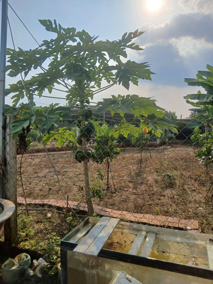 Nhà vườn 600m² xã Thạnh Phú, Vĩnh Cửu chỉ 1.95 tỷ - Sổ riêng, giá tốt!