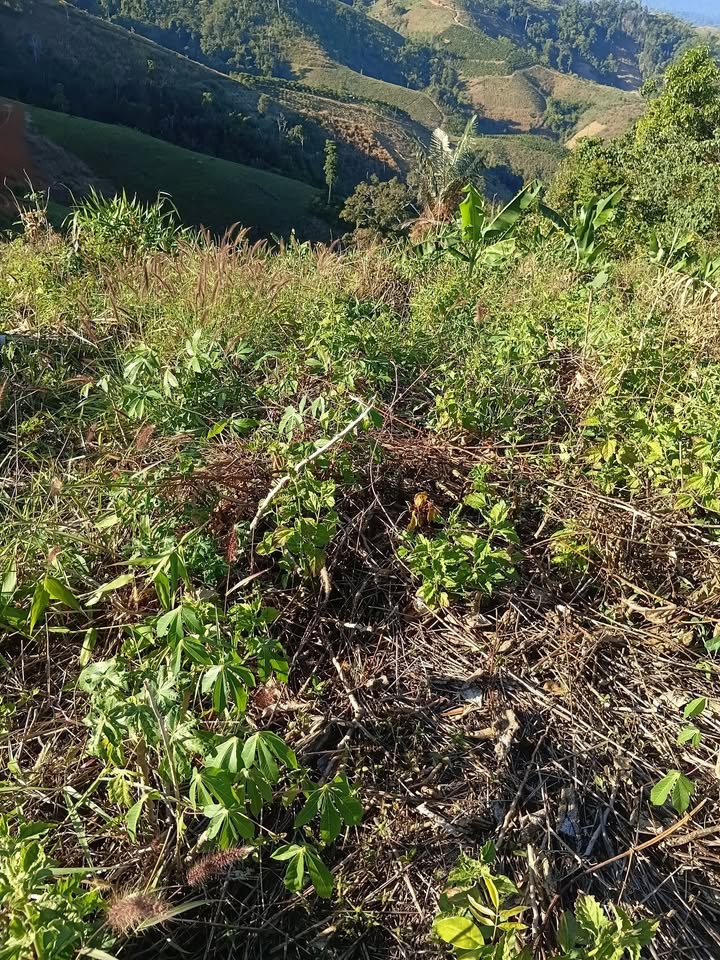 Đất nền 3ha tại T18, Kon Rẫy chỉ 400 triệu - Cơ hội đầu tư không thể bỏ lỡ!