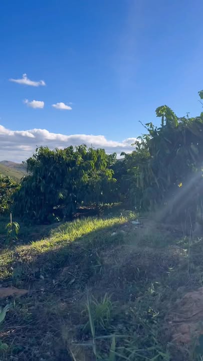 Farm 3ha tại Đắk Hà, Kon Tum - 5.5 tỷ với vườn cà phê và cao su phát triển