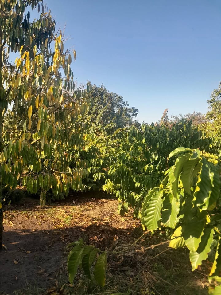 Farm đẹp tại Thị trấn Phước An, Huyện Krông Pắc - Giá chỉ 2.75 tỷ - Cơ hội đầu tư hấp dẫn!