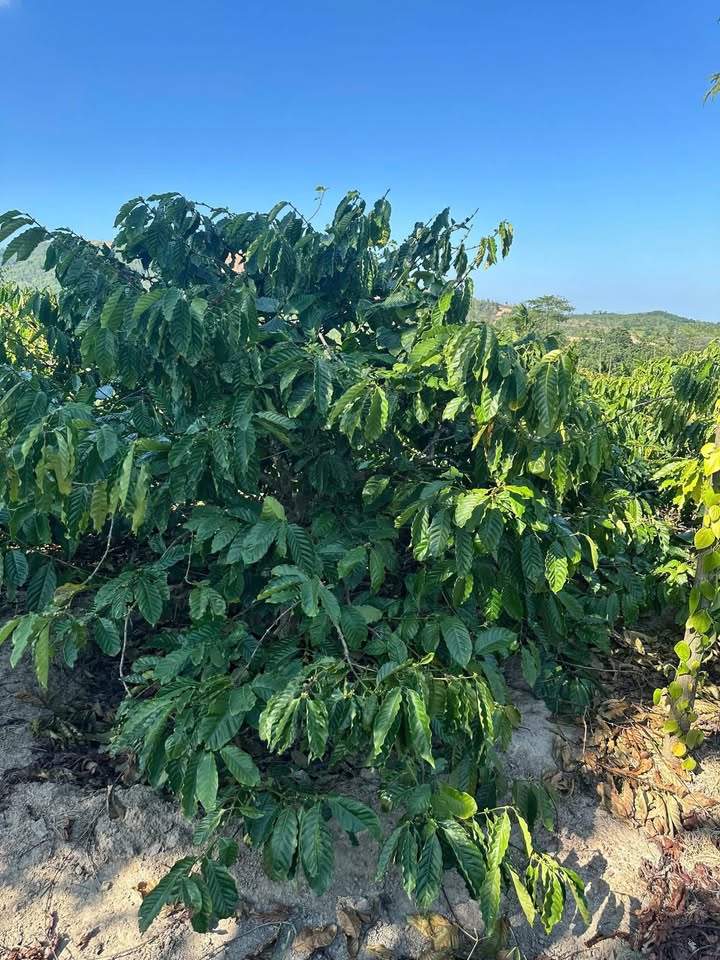 Farm 3 sào tại xã Dang Kang, Đắk Lắk - Giá chỉ 650 triệu - Đầu tư sinh lời ngay!