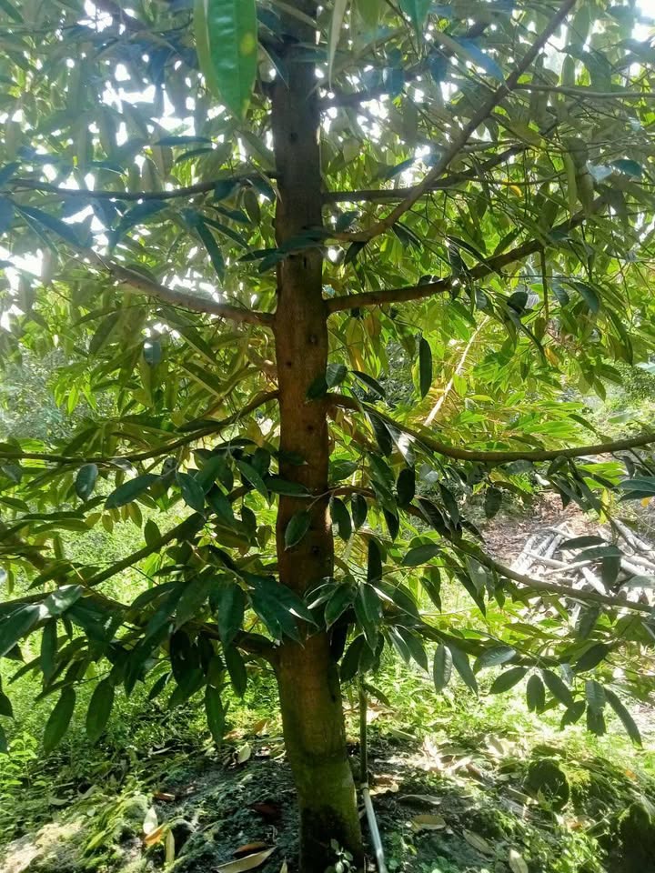 Đất vườn sầu riêng Tháp Mười 10 công giá 8 tỷ - Đầu tư sinh lời hấp dẫn!