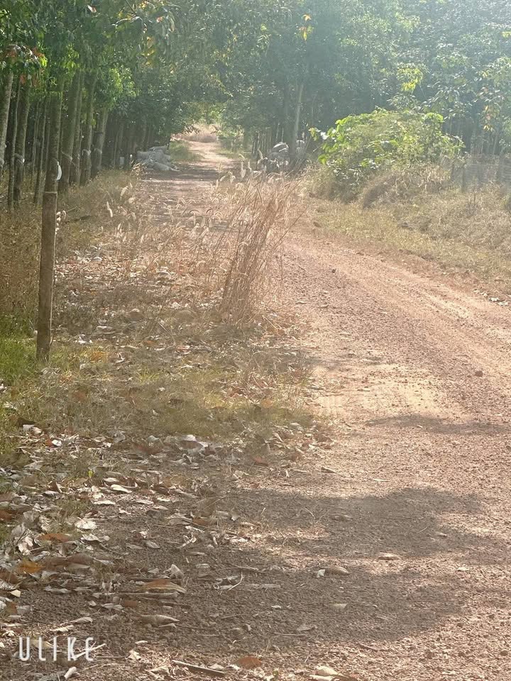 Đất Farm 60000m² tại ấp 1, Nha Bích, Chơn Thành - Giá thỏa thuận hấp dẫn!