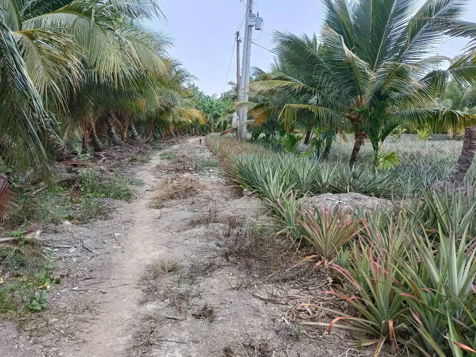 Đất thổ cư 50m² mặt tiền 2 đường tại Long Thạnh - Giá 600 triệu