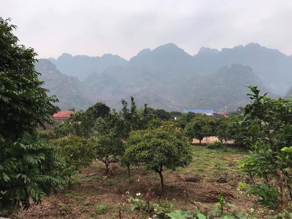 Bán biệt thự Trúc Mai, La Hiên 550m² giá 1.1 tỷ - Vườn cây ăn quả sẵn có!