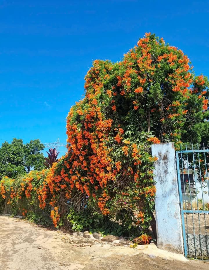 Đất nền Quốc lộ 20, Đức Trọng 240m² giá 1 tỷ - Pháp lý rõ ràng, dễ khai thác!