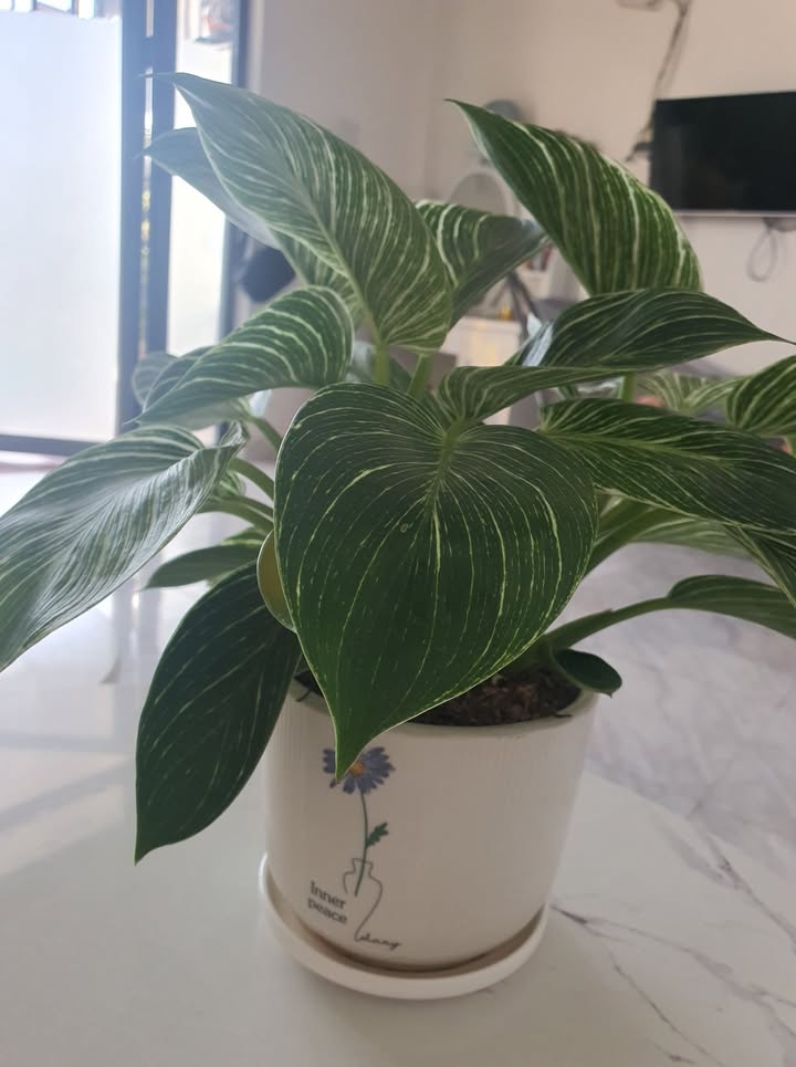 Căn hộ cho thuê hẻm ô tô đường Mai Hắc Đế, Đà Lạt 40m² - Nhà mới, giá tốt!