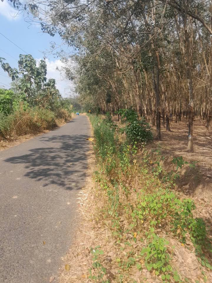 Farm 4,1 mẫu tại xã Lộc Hưng, huyện Lộc Ninh, giá 8.6 tỷ - Mặt tiền nhựa 200m, tiềm năng phát triển!