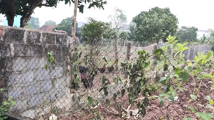 Đất liền kề Xóm Đồng Liêu, Nghĩa Hưng 156m² giá chỉ 500 triệu - Đầu tư sinh lời!