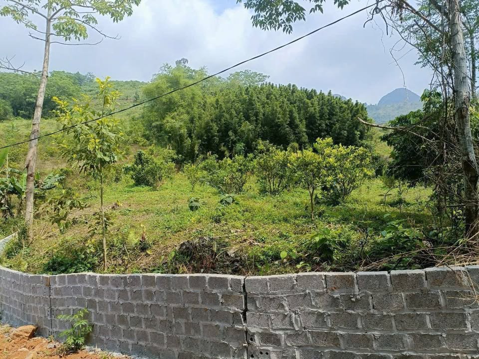 Đất nền 2000m² tại Bắc Phong, Cao Phong - Giá chỉ 1 tỷ - Sổ hồng sẵn sàng!