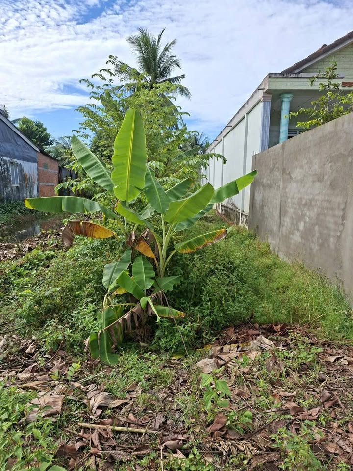 Đất nền thổ cư đường D8, phường Long Châu, Vĩnh Long 203m² - Cơ hội đầu tư sinh lời!