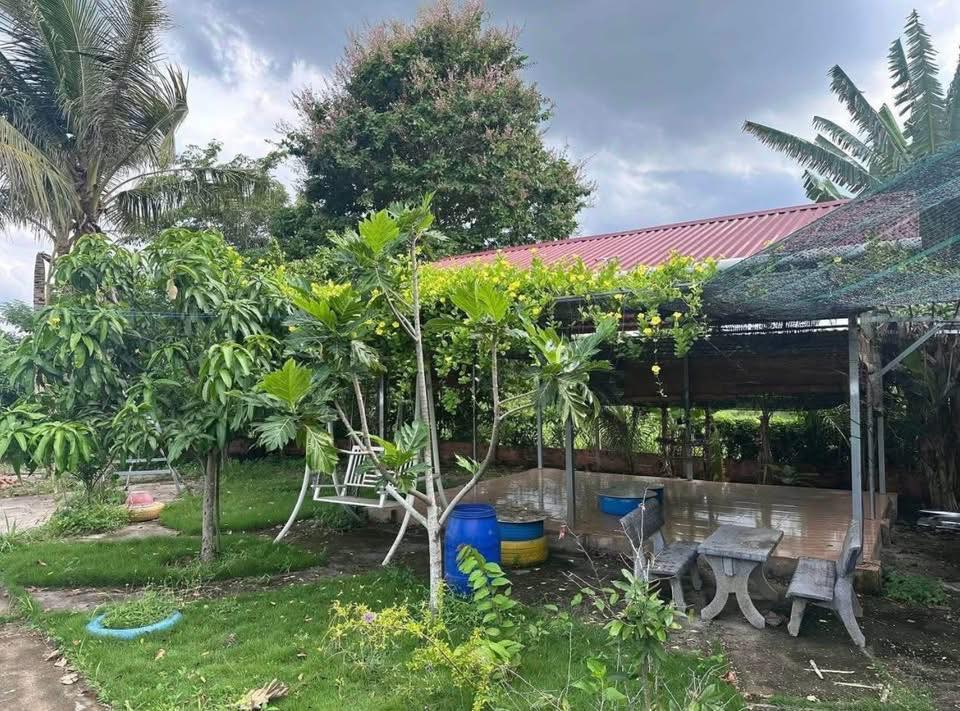 Nhà vườn Chơn Thành Bình Phước 2400m² giá 3 tỷ - Pháp lý rõ ràng, sổ hồng chính chủ!