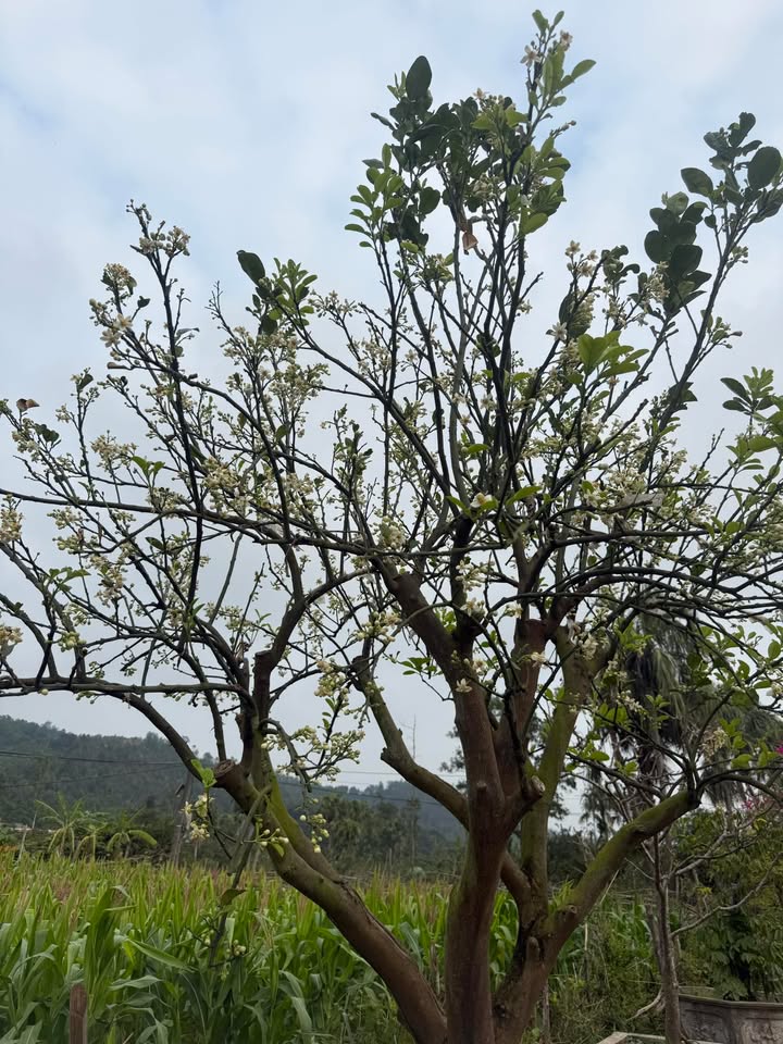 Warehouse TĐC Hải Yến 150m² giá thỏa thuận - Nhà xưởng sẵn sàng!