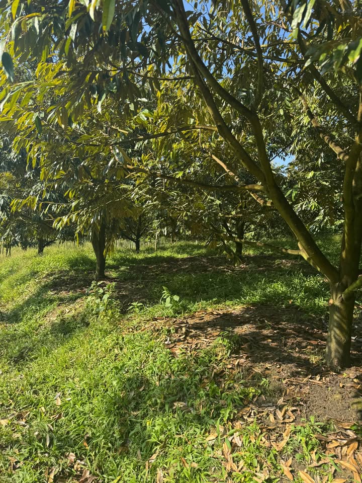 Lô đất 1,7ha tại xã Hòa Nam, huyện Di Linh - Đầu tư sinh lời với sầu riêng cho thu đậm