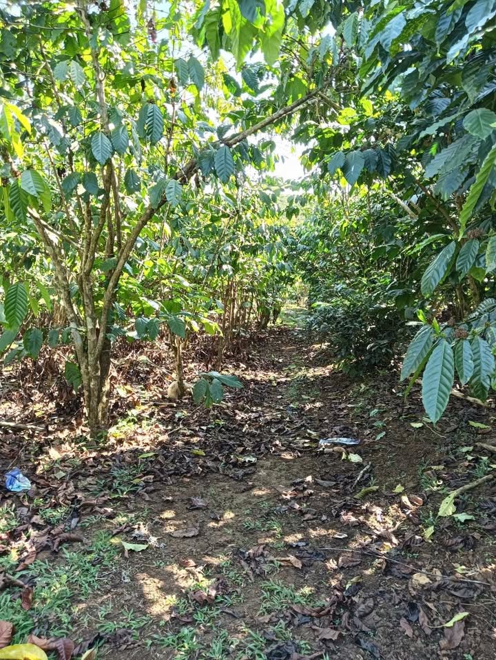 Đất nền Lộc Quảng Bảo Lâm 8100m² giá 500 triệu - Pháp lý rõ ràng, sẵn sàng giao dịch!