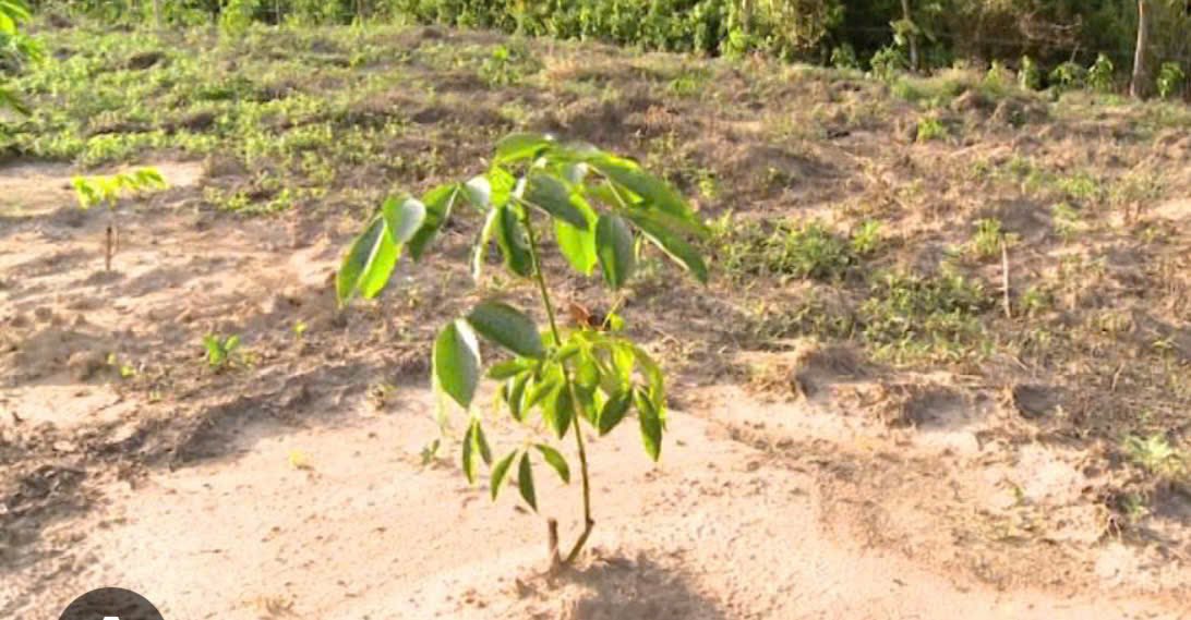 Đất 1,3 mẫu tại Tân Bình, Tân Biên - Giá chỉ 1.45 tỷ - Cơ hội đầu tư tuyệt vời!