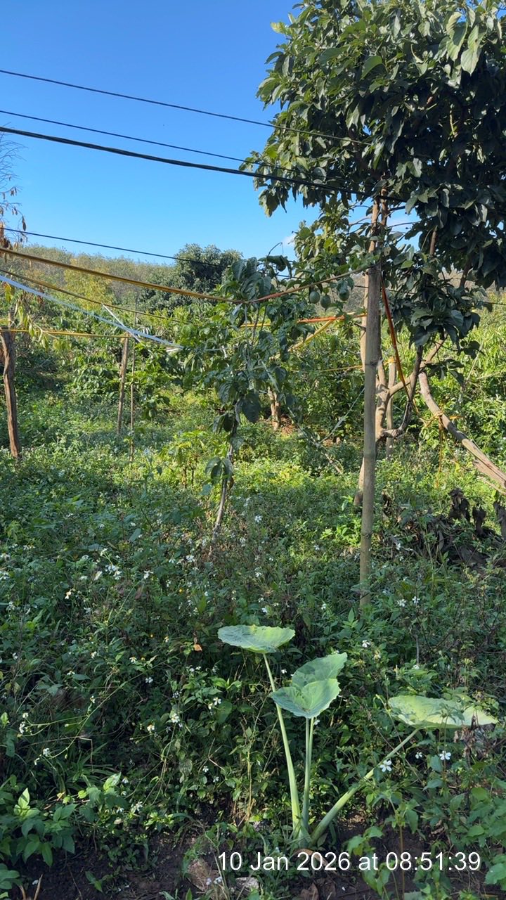 Đất thổ cư 120m² thôn 5, xã Ea Hiao - Giá chỉ 386 triệu, sổ hồng chính chủ!