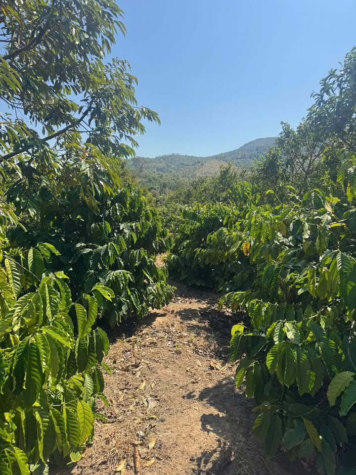 Lô rẫy 2ha2 tại Ea H'leo, Đắk Lắk giá chỉ 2.134 tỷ - Tiềm năng sinh lời cao!