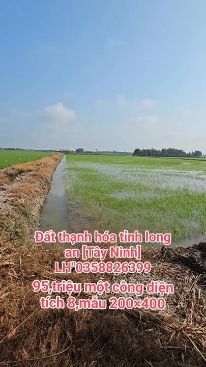 Đất Farm Thạnh Hóa Long An 80.000m² giá 9.5 tỷ - Cơ hội đầu tư hấp dẫn!