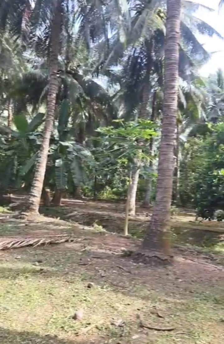 Đất vườn dừa 20.000m² tại xã Châu Hưng, Vĩnh Long - Giá 720 triệu, thương lượng