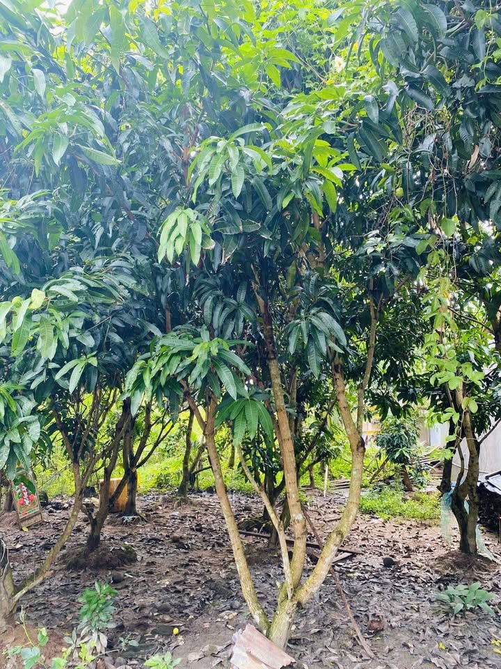 Bán đất thổ cư 107m² tại Quới An, Vũng Liêm - Giá chỉ 350 triệu!