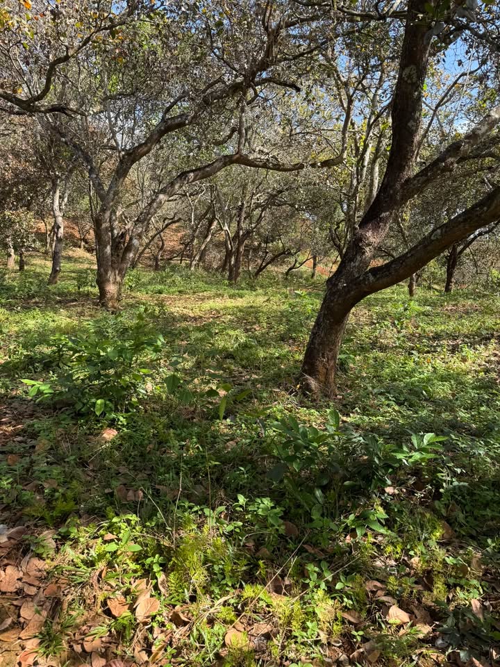 Đất nền 1,2ha tại xã Đắk N'Drót, Đắk Mil chỉ 450 triệu - Đầu tư sinh lời ngay!