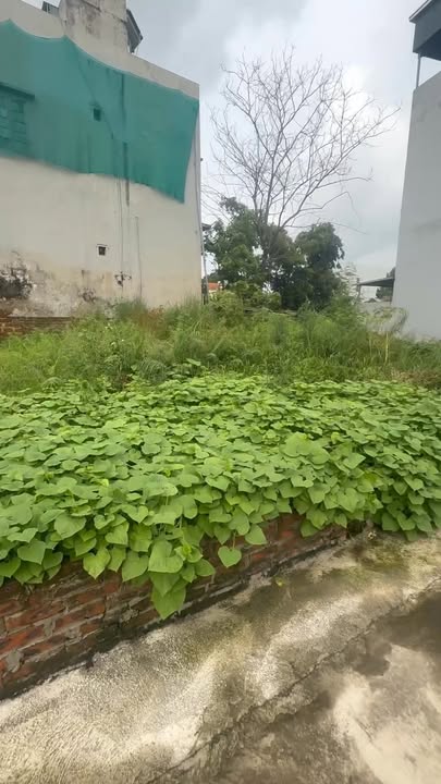 Đất nền Văn Khê, Tam Hưng 42.4m² giá 3 tỷ - Cơ hội đầu tư tiềm năng!