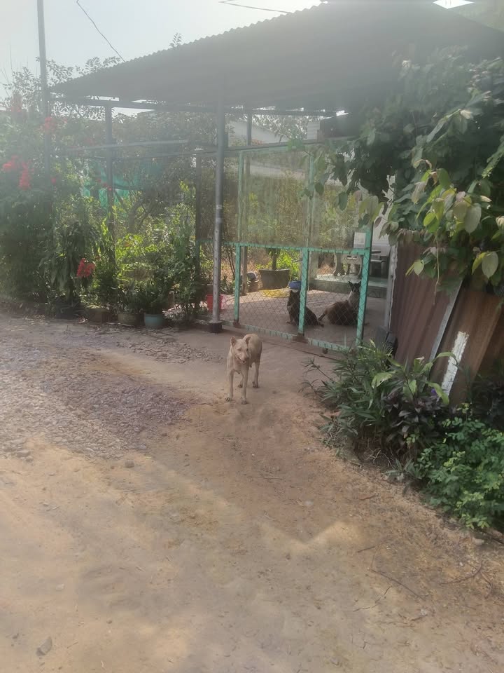 Nhà 2 phòng ngủ 396m² tại Ấp 2 Long Thọ, Nhơn Trạch - Giá chỉ 2.9 tỷ, thương lượng ngay!