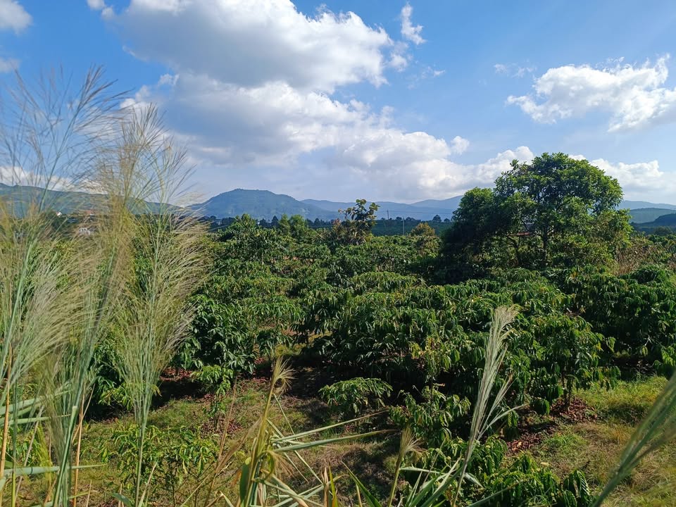 Đất vườn Gung Ré 9200m² giá 2.7 tỷ - Cơ hội đầu tư hấp dẫn!