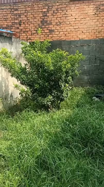 Đất thổ cư 71m² Xuân Thới Sơn, Hóc Môn giá 3.6 tỷ - Cơ hội đầu tư tuyệt vời!