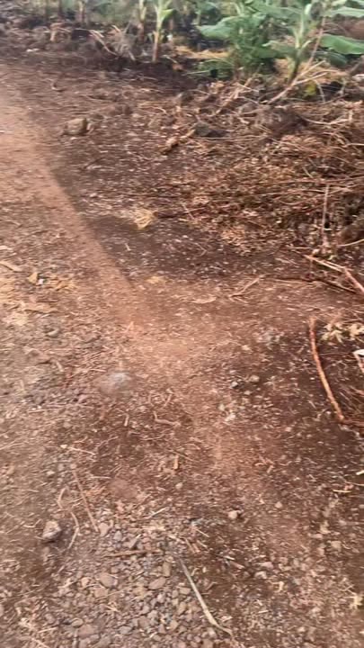 Đất trồng chuối 360m² tại xã Gia Kiệm, Đồng Nai - Giá 520 triệu, thương lượng ngay!