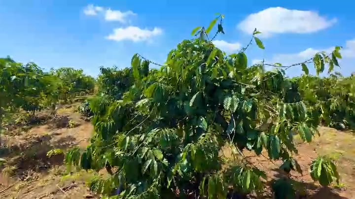 Đất nền 36,000m² tại Xã Nâm Nung, Huyện Krông Nô - Tiềm năng đầu tư lớn!