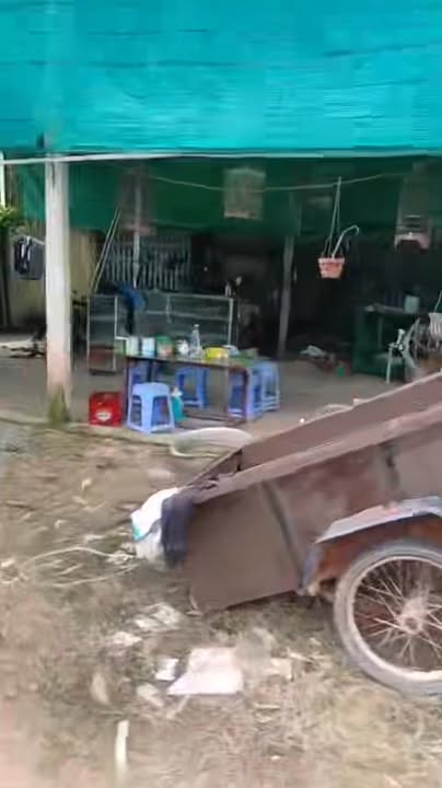 Đất vườn Thạnh An, Cần Giờ 5360m² giá 2.6 tỷ - Sẵn sàng thu hoạch ngay!