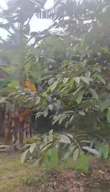 Farm 53.000m² tại Tân Long, Hướng Hóa, Quảng Trị - Cơ hội đầu tư sinh lời lớn!