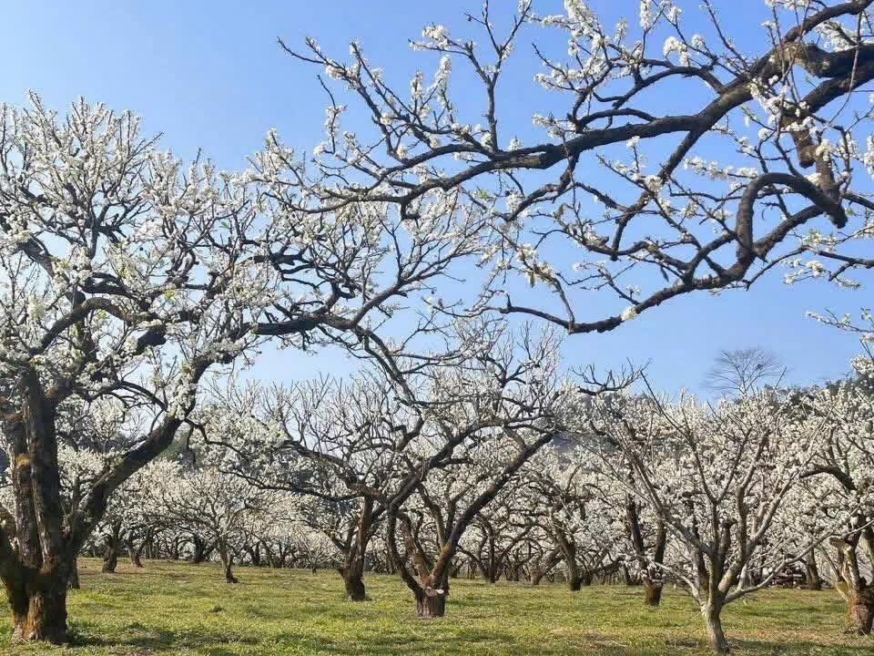 Đất nền Nà Bó 2, Mường Sang, Mộc Châu 328m² giá chỉ 2 tỷ - Cần tiền bán gấp!