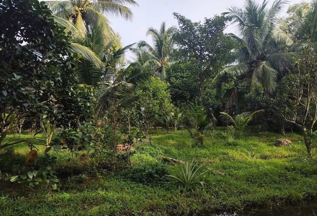 Đất nền Mỏ Cày Bắc Bến Tre 2000m² giá 1.05 tỷ - Đầu tư sinh lời ngay!