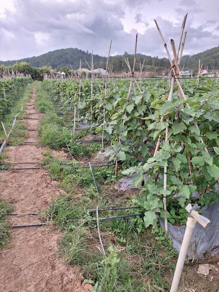 Đất nền 720m² xã Hiệp An, huyện Đức Trọng - Giá 5.5 tỷ, bớt lộc cho khách thiện chí!