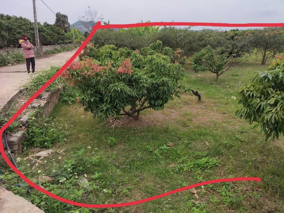 Đất Farm Tân Quang Lục Ngạn 900m² chỉ 500 triệu - Sẵn sàng thu hoạch!