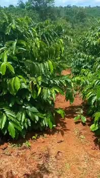 Đất nền 50.000m² tại thôn 17, Xã Nhân Cơ - Giá 1.6 tỷ, có thương lượng!