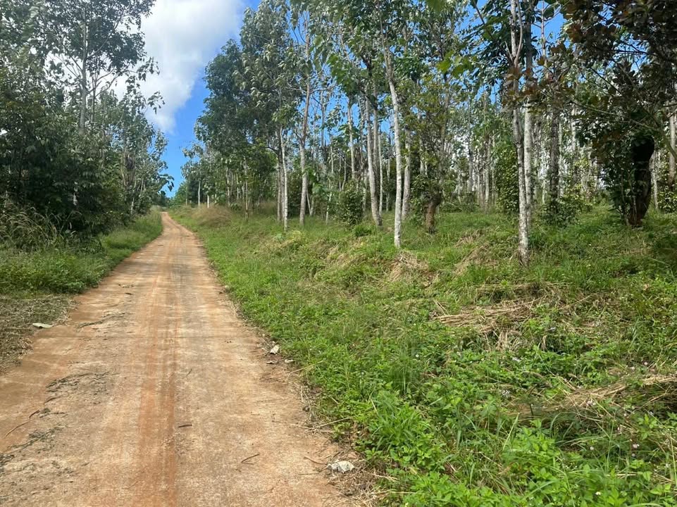 Đất nền 4 sào tại Gia Nghĩa, Đăk Nông giá 1,5 tỷ - Cơ hội đầu tư hấp dẫn!