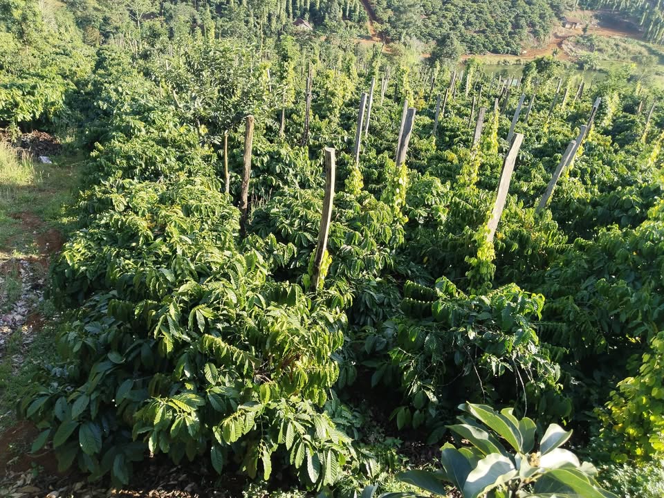 Đất rẫy 1ha4 tại Làng Dao, Đơn Dương giá 3 tỷ - Đầu tư sinh lời hấp dẫn!