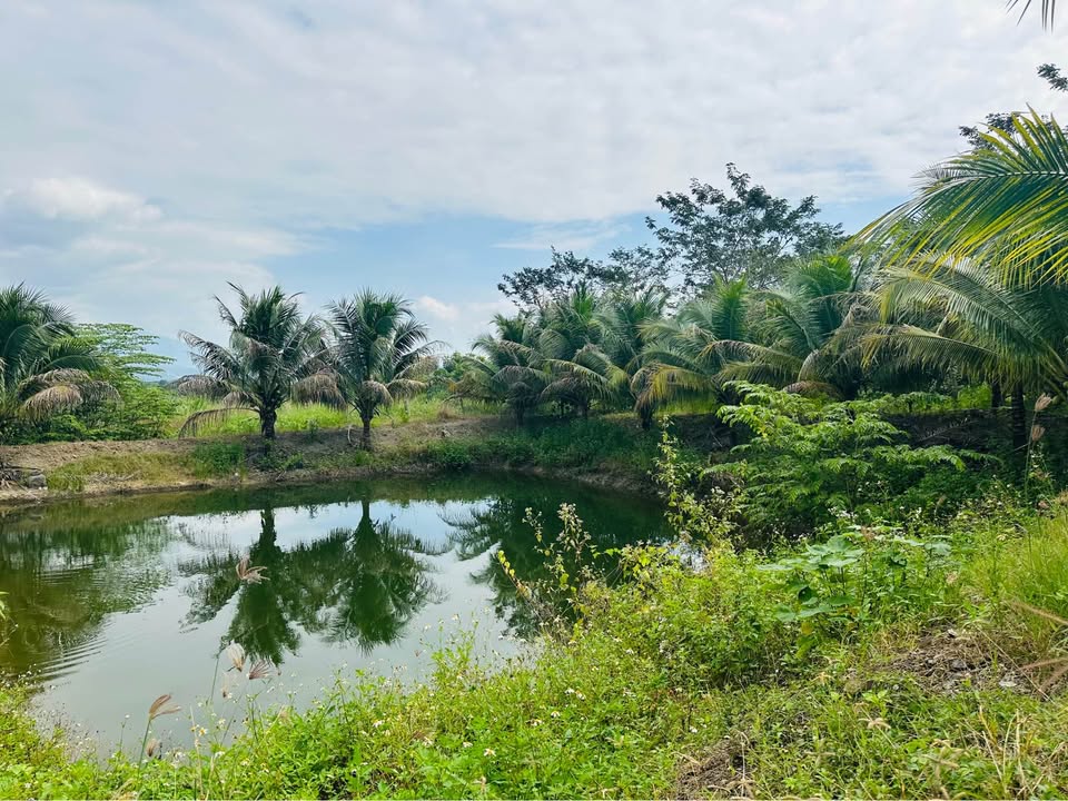 Farm Diên Thọ 8000m² giá 3.6 tỷ - Cơ hội đầu tư hấp dẫn!