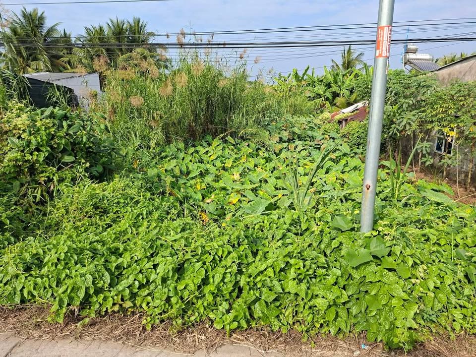 Đất vườn 1,4 công tại Mỹ An, Vĩnh Long giá chỉ 1,967 tỷ - Cơ hội đầu tư hấp dẫn!