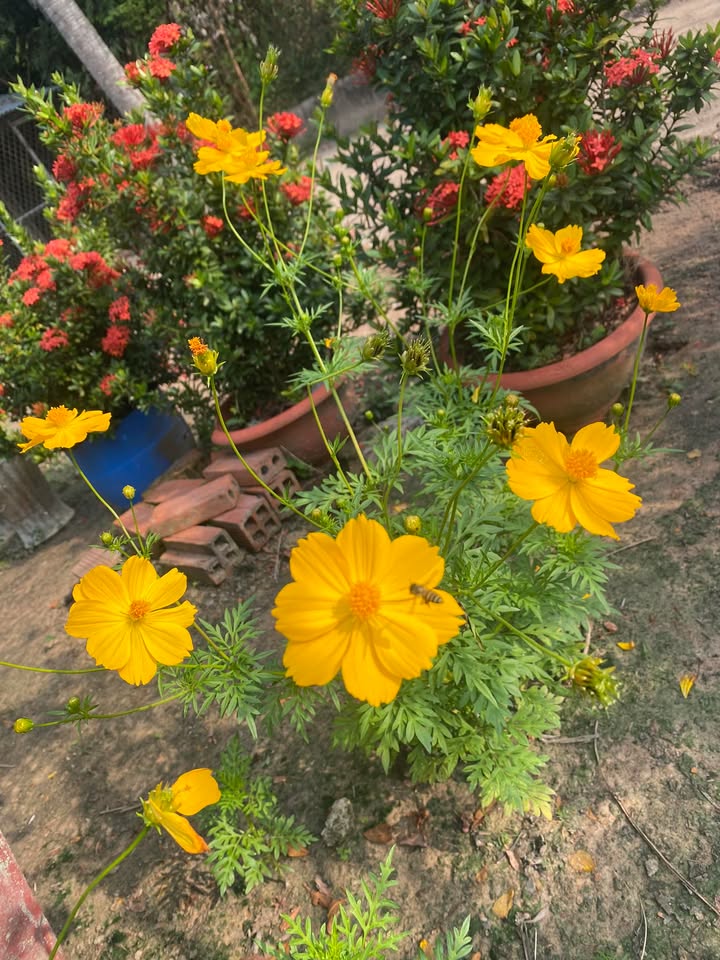 Đất nền 2000m² tại Hòa Thành, Tây Ninh - Giá 600 triệu, cơ hội đầu tư vàng!