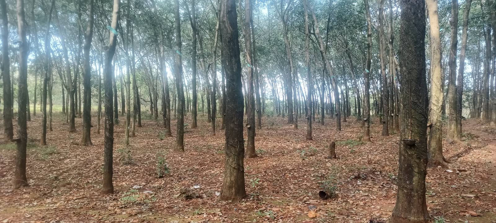 Farm 4ha mặt tiền đường đất Phước Bình giá 1.7 tỷ - Tiềm năng đầu tư lớn!