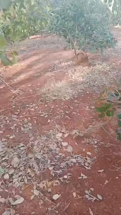 Đất nền 4ha Đà Lạt giá 2.9 tỷ - Cơ hội đầu tư hiếm có!