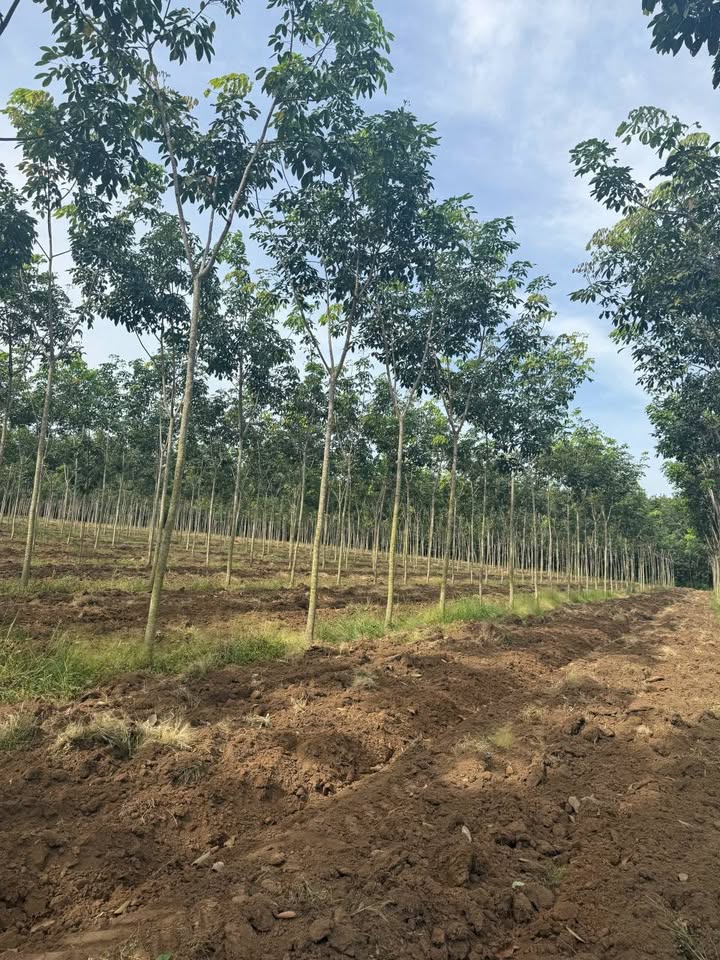 Đất Farm 24.000m² tại Tân Thành, Bù Đốp giá 7.2 tỷ - Cơ hội đầu tư hấp dẫn!